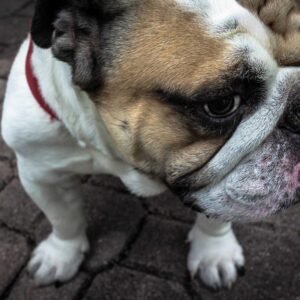 Erlyevo ArcCase AirTag Sleeve