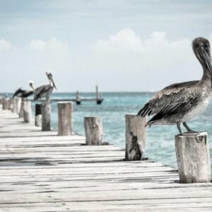 Erlyevo ProjectWall Corkboard